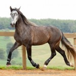 Jackpot Interagro/Interagro Lusitanos