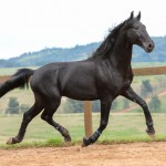 Juarez Interagro/Photo TUPA