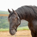 Juarez Interagro/Interagro Lusitanos