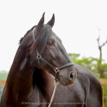 Juarez Interagro/Interagro Lusitanos