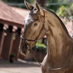Nepal Interagro - Lusitano foal for sale at 17th Interagro Yearlings Auction on September 2nd, 2017/TUPA