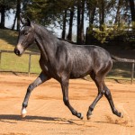 Nephew Interagro- 1 yo Lusitano for sale at 17th Interagro Yearlings Auction/Interagro Lusitanos /TUPA