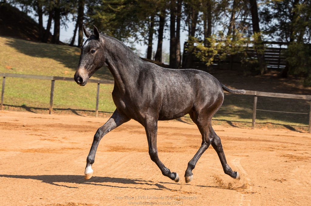 Nephew Interagro- 1 yo Lusitano for sale at 17th Interagro Yearlings Auction/Interagro Lusitanos /TUPA