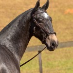 Nephew Interagro- 1 yo Lusitano for sale at 17th Interagro Yearlings Auction/Interagro Lusitanos /TUPA