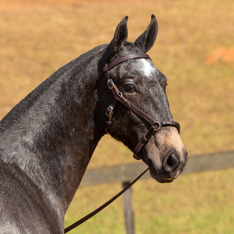 Nephew Interagro- 1 yo Lusitano for sale at 17th Interagro Yearlings Auction/Interagro Lusitanos /TUPA