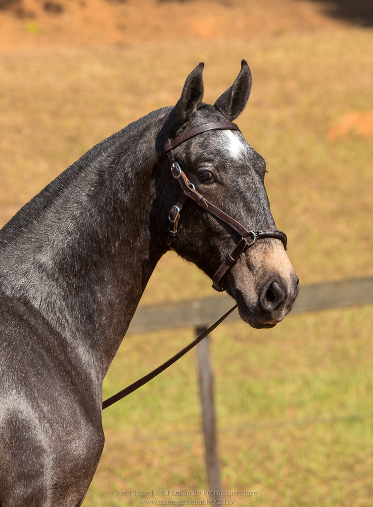 Nephew Interagro- 1 yo Lusitano for sale at 17th Interagro Yearlings Auction/Interagro Lusitanos /TUPA