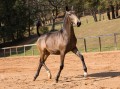 Nobreza Interagro - buckskin Lusitano filly for sale at 17th Interagro Yearlings Auction/TUPA