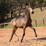 Nobreza Interagro - buckskin Lusitano filly for sale at 17th Interagro Yearlings Auction/TUPA