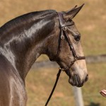 Nobreza Interagro - buckskin Lusitano filly for sale at 17th Interagro Yearlings Auction/