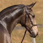 Nobreza Interagro - buckskin Lusitano filly for sale at 17th Interagro Yearlings Auction/TUPA