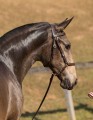 Nobreza Interagro - buckskin Lusitano filly for sale at 17th Interagro Yearlings Auction/