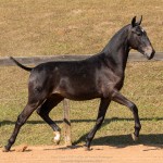 Notário Interagro - 1 yo Lusitano for sale at 17th Interagro Yearlings Auction/Interagro Lusitanos /TUPA