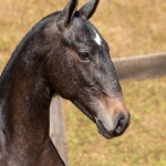 Notário Interagro - 1 yo Lusitano for sale at 17th Interagro Yearlings Auction/Interagro Lusitanos /TUPA