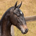 Notário Interagro - 1 yo Lusitano for sale at 17th Interagro Yearlings Auction/Interagro Lusitanos /TUPA