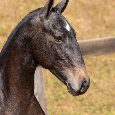 Notário Interagro - 1 yo Lusitano for sale at 17th Interagro Yearlings Auction/Interagro Lusitanos /TUPA