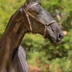 Numídia Interagro - Lusitano filly for sale at 17th Interagro Yearlings Auction/TUPA