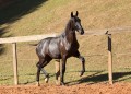 Nabuco II Interagro - Lusitano foal for sale at 17th Interagro Yearlings Auction on September 2nd, 2017. Photo TUPA