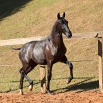Nabuco II Interagro - Lusitano foal for sale at 17th Interagro Yearlings Auction on September 2nd, 2017. Photo TUPA