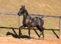 Nabuco II Interagro - Lusitano foal for sale at 17th Interagro Yearlings Auction on September 2nd, 2017. Photo TUPA