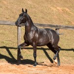 Nabuco II Interagro - Lusitano foal for sale at 17th Interagro Yearlings Auction on September 2nd, 2017. Photo TUPA