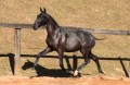 Nabuco II Interagro - Lusitano foal for sale at 17th Interagro Yearlings Auction on September 2nd, 2017. Photo TUPA