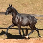 Nabuco II Interagro - Lusitano foal for sale at 17th Interagro Yearlings Auction on September 2nd, 2017. Photo TUPA