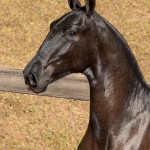 Nabuco II Interagro - Lusitano foal for sale at 17th Interagro Yearlings Auction on September 2nd, 2017. Photo TUPA