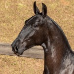 Nabuco II Interagro - Lusitano foal for sale at 17th Interagro Yearlings Auction on September 2nd, 2017. Photo TUPA