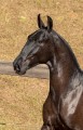 Nabuco II Interagro - Lusitano foal for sale at 17th Interagro Yearlings Auction on September 2nd, 2017. Photo TUPA