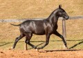 Nabuco II Interagro - Lusitano foal for sale at 17th Interagro Yearlings Auction on September 2nd, 2017. Photo TUPA