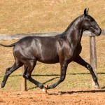 Nabuco II Interagro - Lusitano foal for sale at 17th Interagro Yearlings Auction on September 2nd, 2017. Photo TUPA