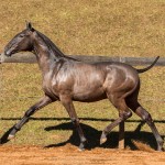 Nepal Interagro - Lusitano foal for sale at 17th Interagro Yearlings Auction on September 2nd, 2017/TUPA