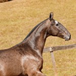 Nepal Interagro - Lusitano foal for sale at 17th Interagro Yearlings Auction on September 2nd, 2017/TUPA