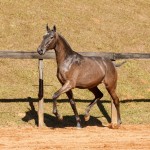 Nepal Interagro - Lusitano foal for sale at 17th Interagro Yearlings Auction on September 2nd, 2017/TUPA