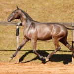 Nepal Interagro - Lusitano foal for sale at 17th Interagro Yearlings Auction on September 2nd, 2017/TUPA