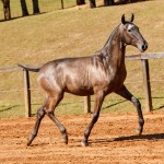Nepal Interagro - Lusitano foal for sale at 17th Interagro Yearlings Auction on September 2nd, 2017/TUPA