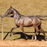 Nepal Interagro - Lusitano foal for sale at 17th Interagro Yearlings Auction on September 2nd, 2017/TUPA