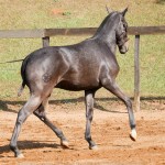 Nephew Interagro- 1 yo Lusitano for sale at 17th Interagro Yearlings Auction/Interagro Lusitanos
