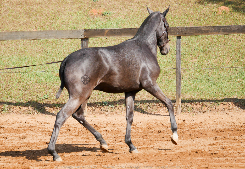 Nephew Interagro- 1 yo Lusitano for sale at 17th Interagro Yearlings Auction/Interagro Lusitanos