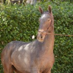 Nephew Interagro- 1 yo Lusitano for sale at 17th Interagro Yearlings Auction/Interagro Lusitanos