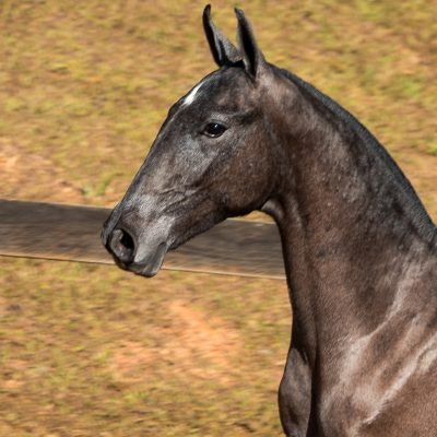 Nepote Interagro - Lusitano foal for sale at 17th Interagro Yearlings Auction on September 2nd, 2017/Photo: TUPA