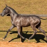 Nepote Interagro - Lusitano foal for sale at 17th Interagro Yearlings Auction on September 2nd, 2017/Photo: TUPA