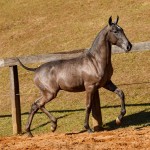 Nepote Interagro - Lusitano foal for sale at 17th Interagro Yearlings Auction on September 2nd, 2017/Photo: TUPA
