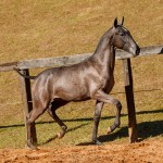 Nepote Interagro - Lusitano foal for sale at 17th Interagro Yearlings Auction on September 2nd, 2017/Photo: TUPA