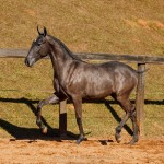 Nepote Interagro - Lusitano foal for sale at 17th Interagro Yearlings Auction on September 2nd, 2017/Photo: TUPA