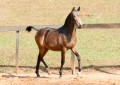 Nobreza Interagro - buckskin Lusitano filly for sale at 17th Interagro Yearlings Auction/Interagro Lusitanos