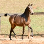 Nobreza Interagro - buckskin Lusitano filly for sale at 17th Interagro Yearlings Auction/Interagro Lusitanos