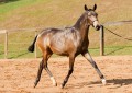 Nobreza Interagro - buckskin Lusitano filly for sale at 17th Interagro Yearlings Auction/Interagro Lusitanos