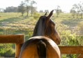 Nobreza Interagro - buckskin Lusitano filly for sale at 17th Interagro Yearlings Auction/Interagro Lusitanos