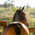 Nobreza Interagro - buckskin Lusitano filly for sale at 17th Interagro Yearlings Auction/Interagro Lusitanos